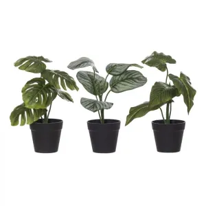 Albi Garden Plant