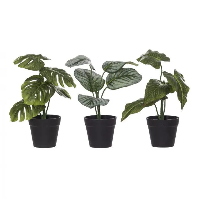 Albi Garden Plant