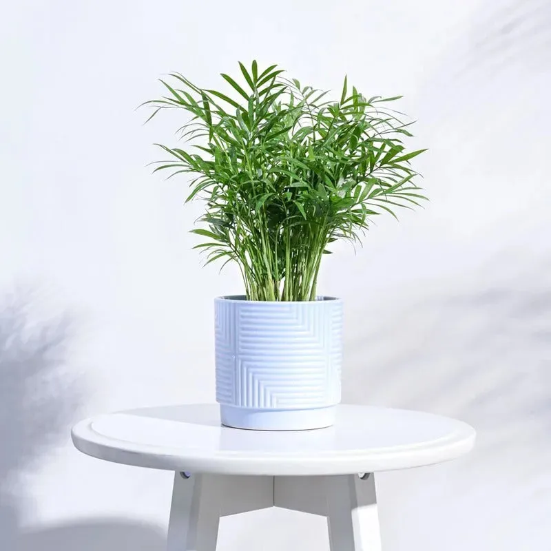 Argyle Maze Ceramic Pot | 4x4 Inch