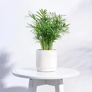 Argyle Maze Ceramic Pot | 4x4 Inch