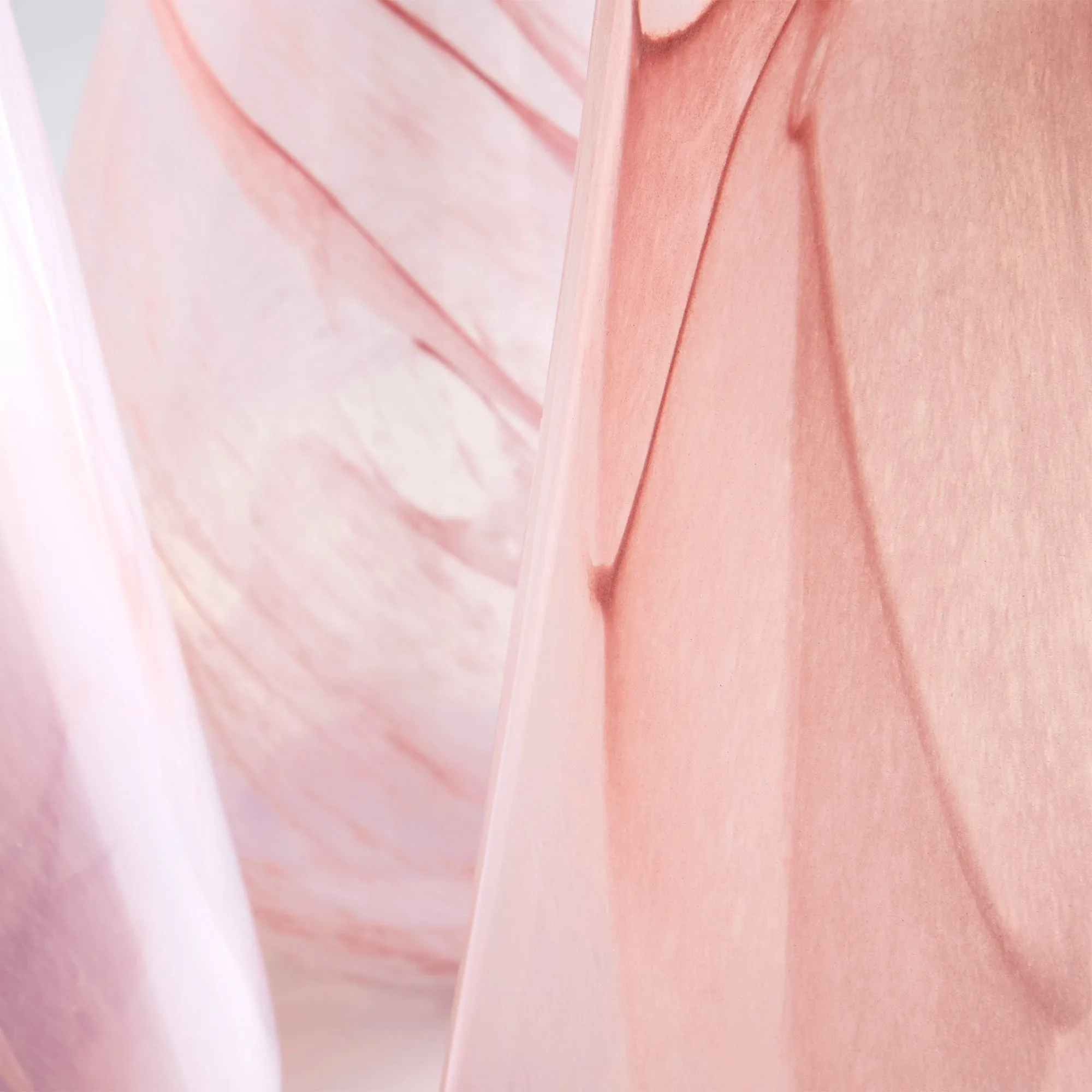 Atria Vase | Pink -Medium by Cyan