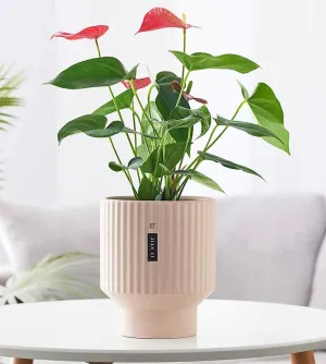 Blush Pink Ribbed Ceramic Planter – Modern Indoor PotBlush Pink Ribbed Ceramic Planter – Modern Indoor Pot
