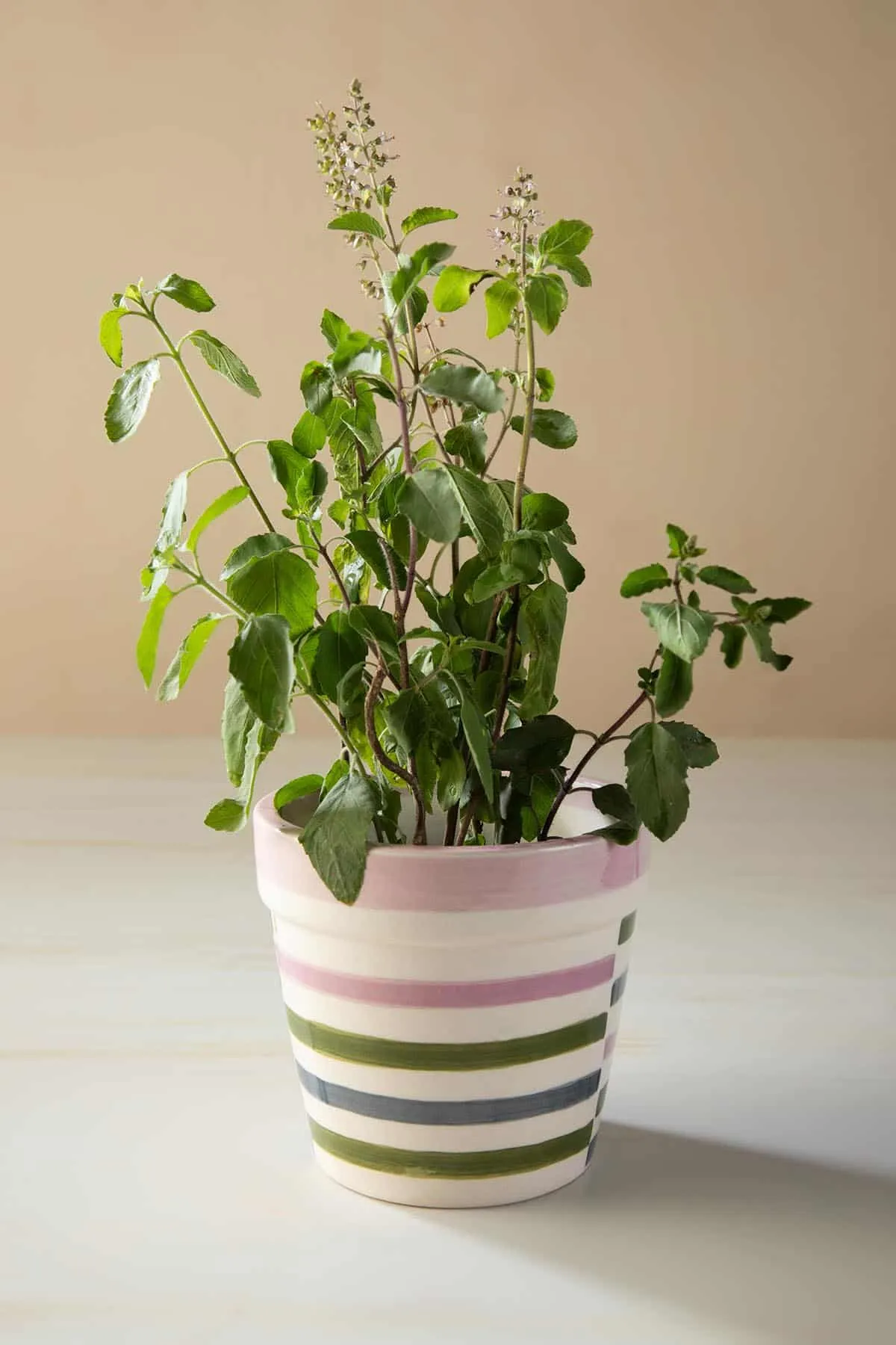 Gyamati Stripes Mauve Ceramic Herb Planter (Set Of 2)