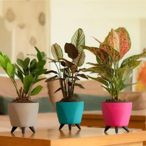 Lagos Planter For Indoor Or Outdoor ( Multicolor ) By Harshdeep