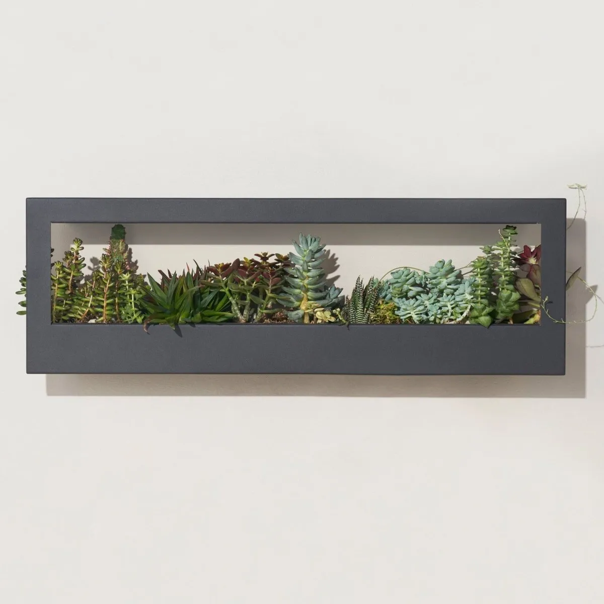 Smart Standard Growframe (Online Only) | Wall-Mountable LED Grow Light Frame
