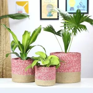 Twin Red Cotton Planter - (Pack of 3)