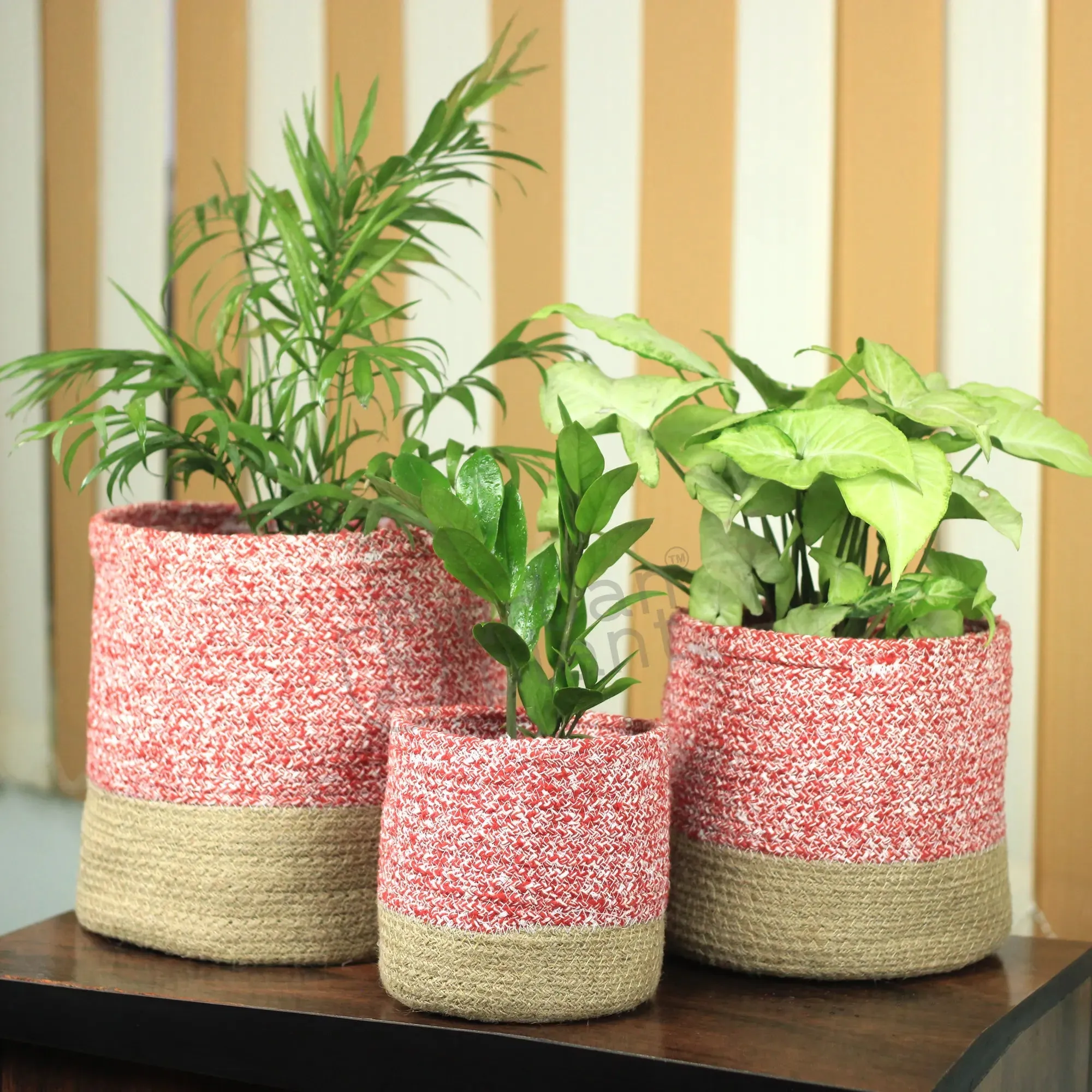 Twin Red Cotton Planter - (Pack of 3)
