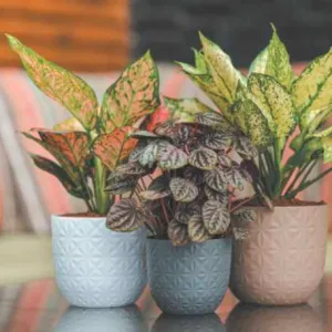 Verona Diamond Planter For Indoor Or Outdoor ( Multicolor ) By Harshdeep