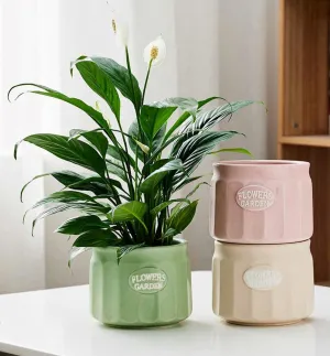 Vertical Ridge Pastel Ceramic Flower Pots