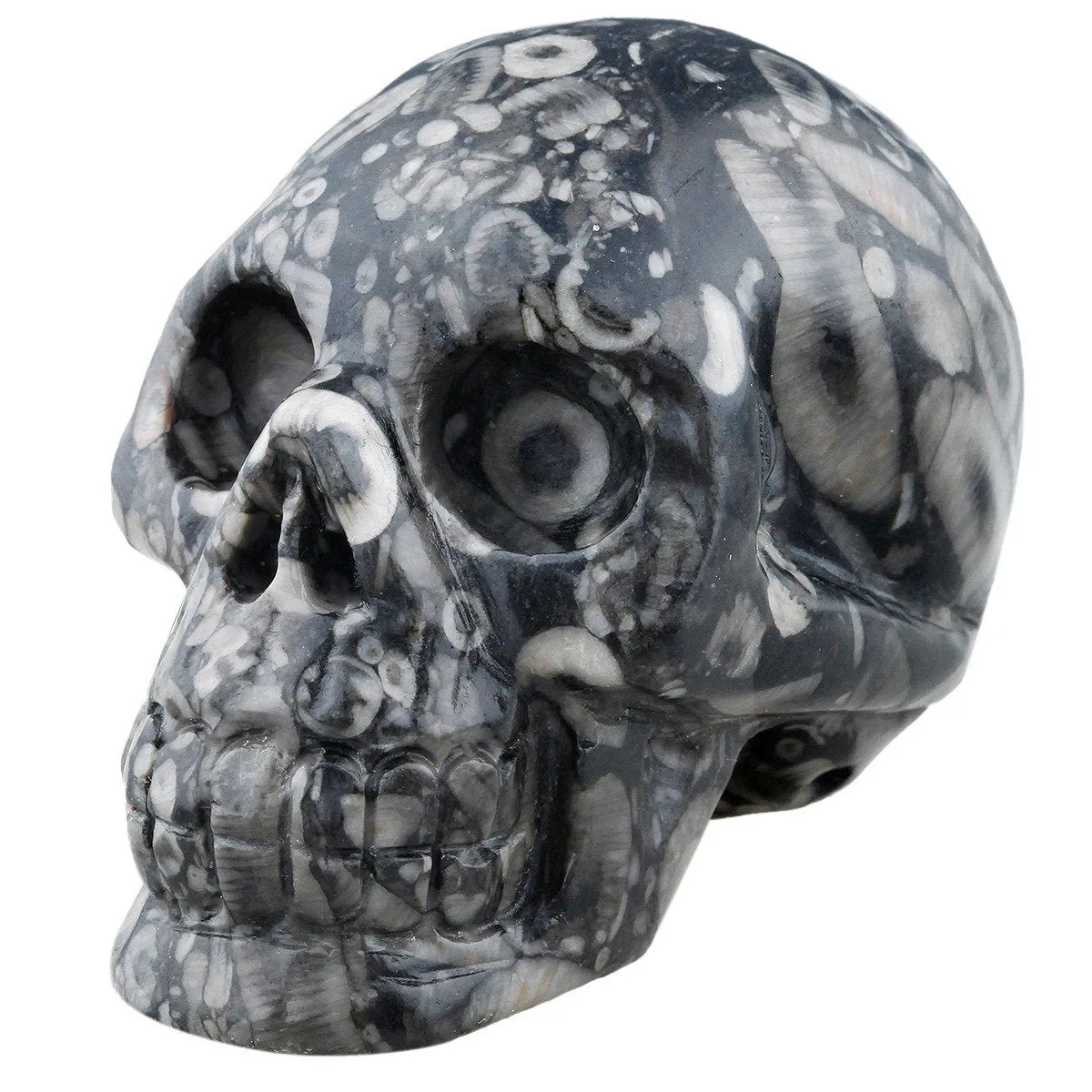 White Whale Healing Crystal Stone Black Crinoid Fossil Human Reiki Skull Figurine Statue Sculptures